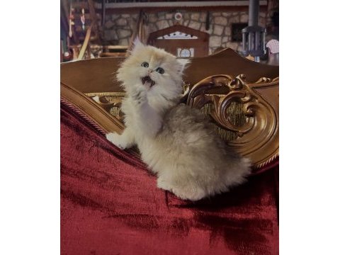 Saf kan golden british longhair yavrular (wcf kayıtlı)