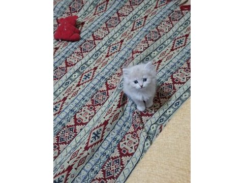 Birbirinden guzel british longhair yavrular