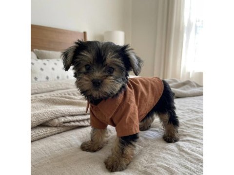 Teacup yorkshire terrier yavrular