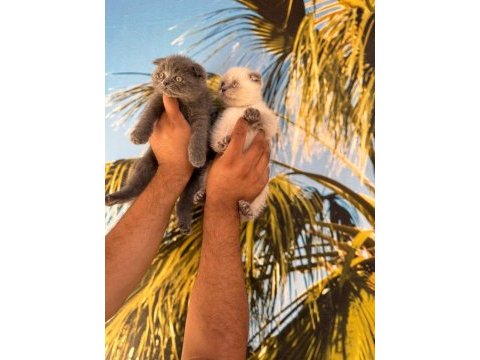 Elma şekeri british shorthair ve scottish
