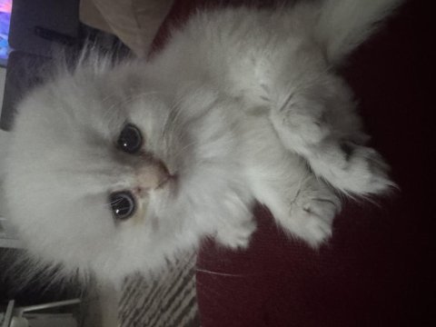 Kartopu maviş gözlü scottish fold