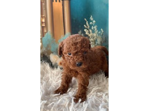 Kg garantili toy poodle bebeklerim