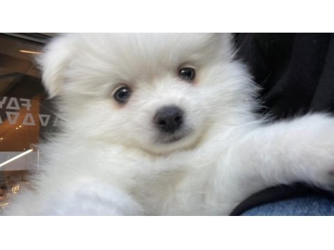Teslime hazır pomeranian spitz yavrularımız