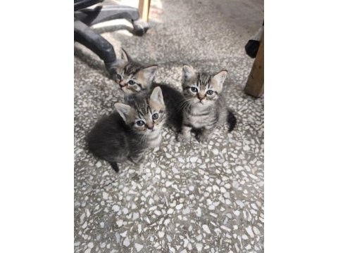 Kırma iran kedisi yavrusu