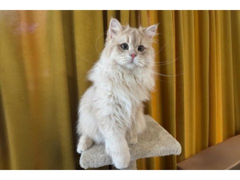 Sevimli british longhair kedimiz paşa