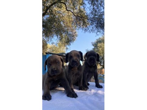 Muhteşem cane corso yavrularımız