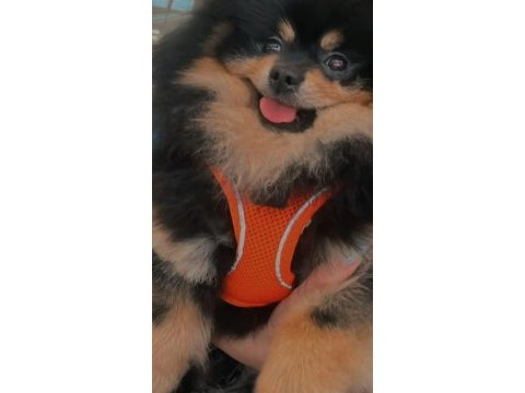 Pomeranian boo 1 yaşında