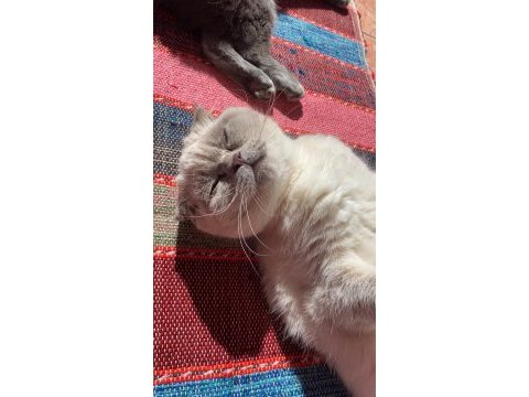 Bluepoint erkek british shorthair