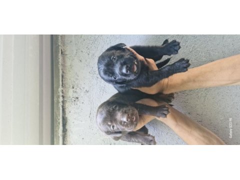 Labrador retriever