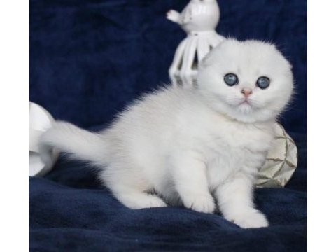 Mavi boncuğumuz silver scottish fold shorthair 
