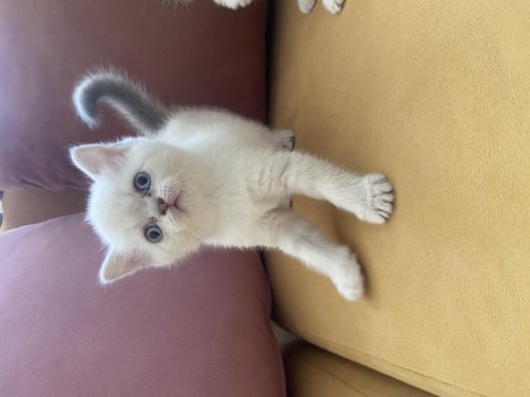 Minik yavru kedilerimiz