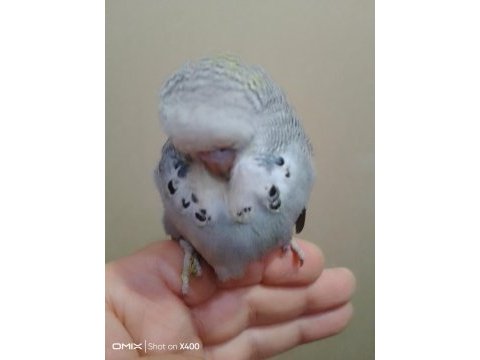 Show erkek muhabbet kuşu bebek