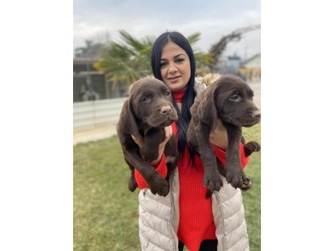 Çikolata labrador yavrularım