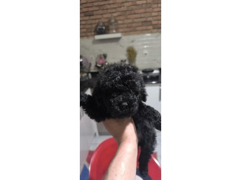 Poodle bebeğim özel renk blec reng
