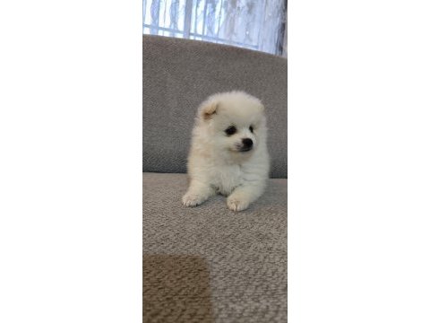 Pomeranian boo erkek ve dişi yavrularımız