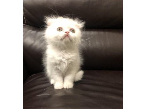 Safkan scottish fold - longhair