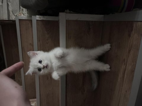 Erkek british shorthair açıklamayı okuyunuz