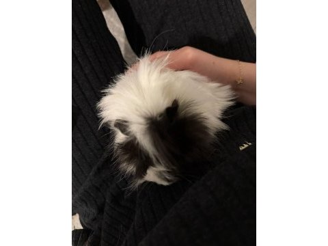 Çift guinea pig