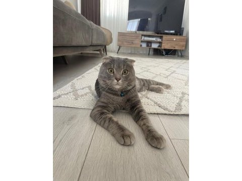 Akıllı ve insancıl kedimizi ücretsiz sahiplendiriyoruz