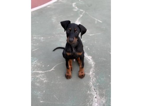 3 aylık eğitimi doberman köpeği