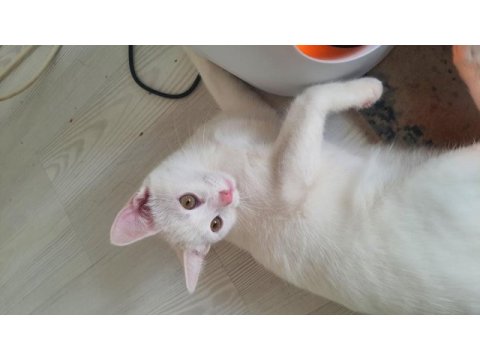 Kedimiz beyaz pamuğum