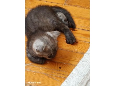 45 günlük erkek scottish fold