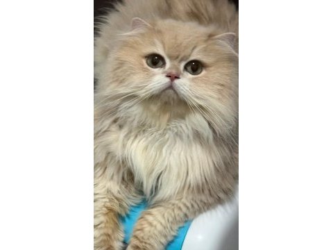 British shorthair golden full secereli ny12 baba cy12