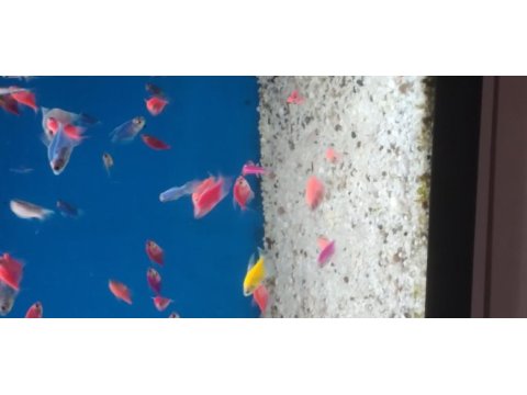 Transgenetik tetra