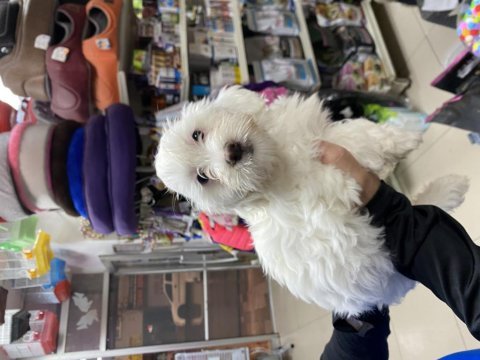 Pamuk gibi maltese yavrularımız 