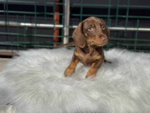 Petmode köpek çiftliğinde ziyarete açık dachshund