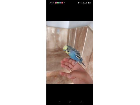 Konuşan muhabbet kuşu çifti