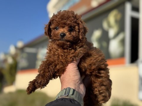 Yasal ruhsatlı çiftlikden toy poodle yavrularımız