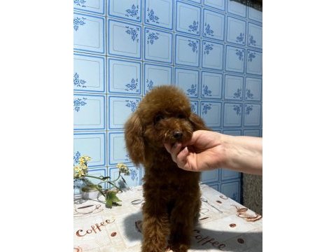 Toy poodle dişi