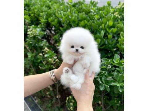 Pomeranian boo aşılı köpekler