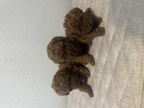 Red dark teslime hazır gerçek toy poodle
