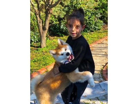 Safkan soykütük sertifika belgeli japon akita yavrular