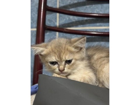 2 aylık olmak üzere dişi ve erkek karışım kediler