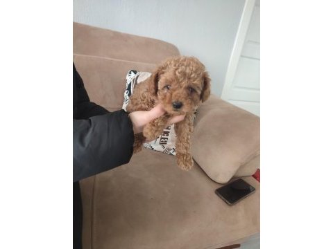 Toy poodle yavrular izmir