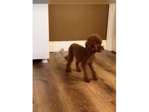 Kore teacup 15 aylık dişi 1400 gr 18 cm poodle