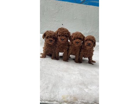 Evinizin neşesi olucak toy poodle yavrular 