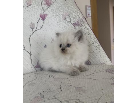 Kar topu yumoş british bebek