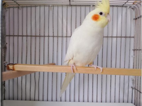 Sultan papağanı 5 aylık