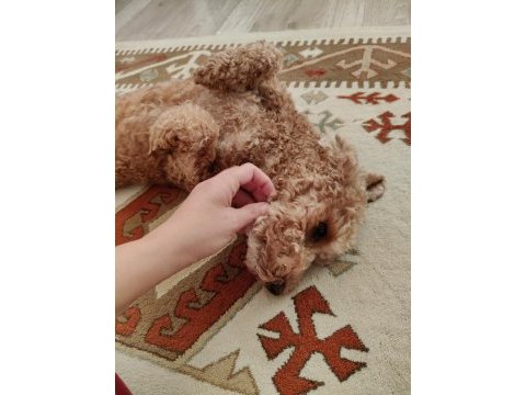1.5 yaşında erkek toy poodle