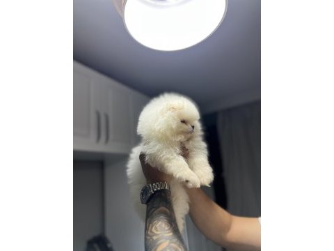 Pomeranian boo kar beyazı 2 aylık