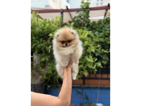 Pomeranian boo ırk garantili