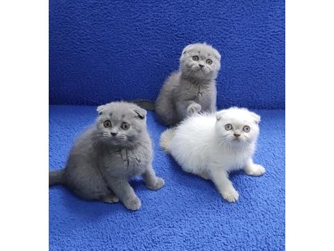 İstanbul içi 7/24 adrese teslim scottish fold ponçikler