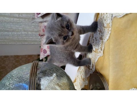 Erkek british longhair bebek