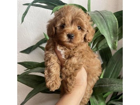 Bu fiyata son toy poodle