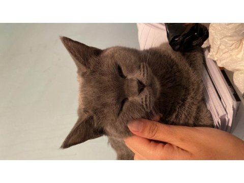 Sıcakkanlı british shorthair kızımızı sahiplendiriyoruz