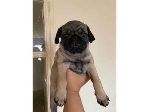 Yavru pug mops
